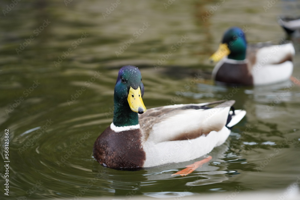 duck in the water duck in the water