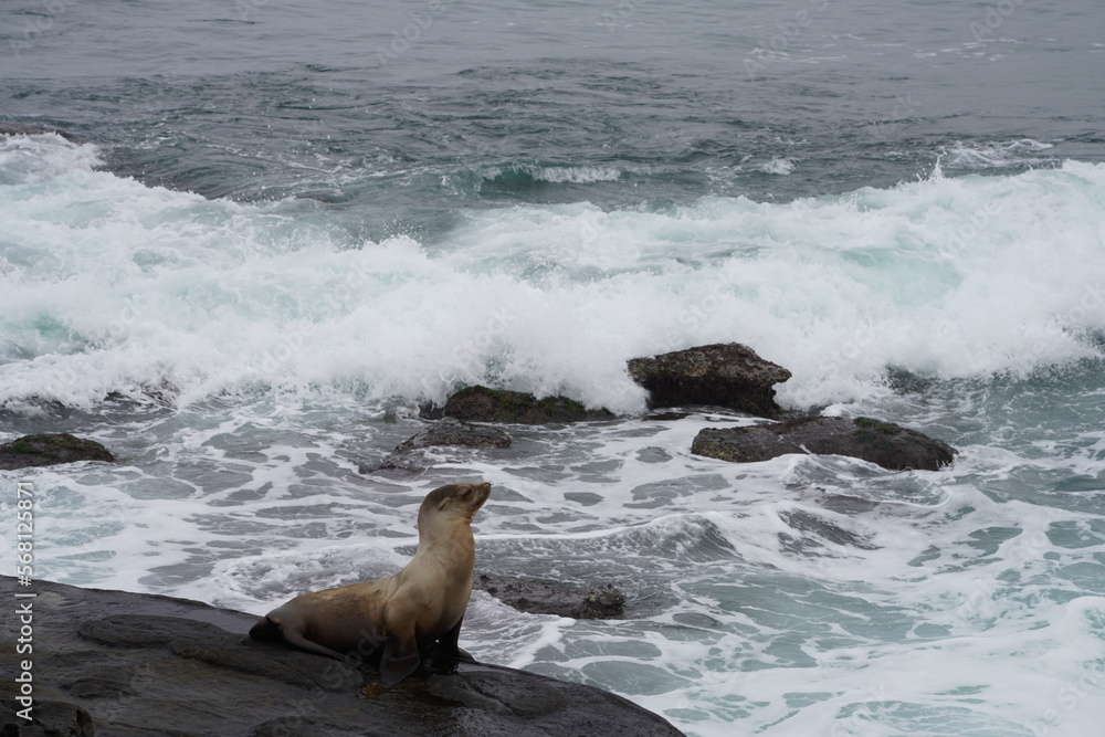 Fototapeta premium sea lion on rocks
