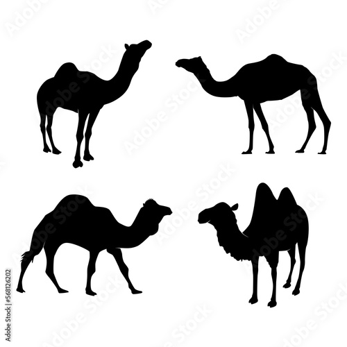 Set of Camel Silhouettes. Vector Illustration