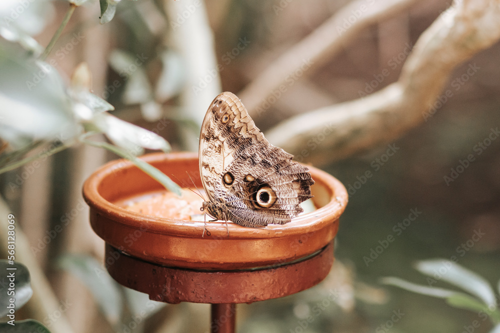 Motyl Caligo Memnon - obrazy, fototapety, plakaty 