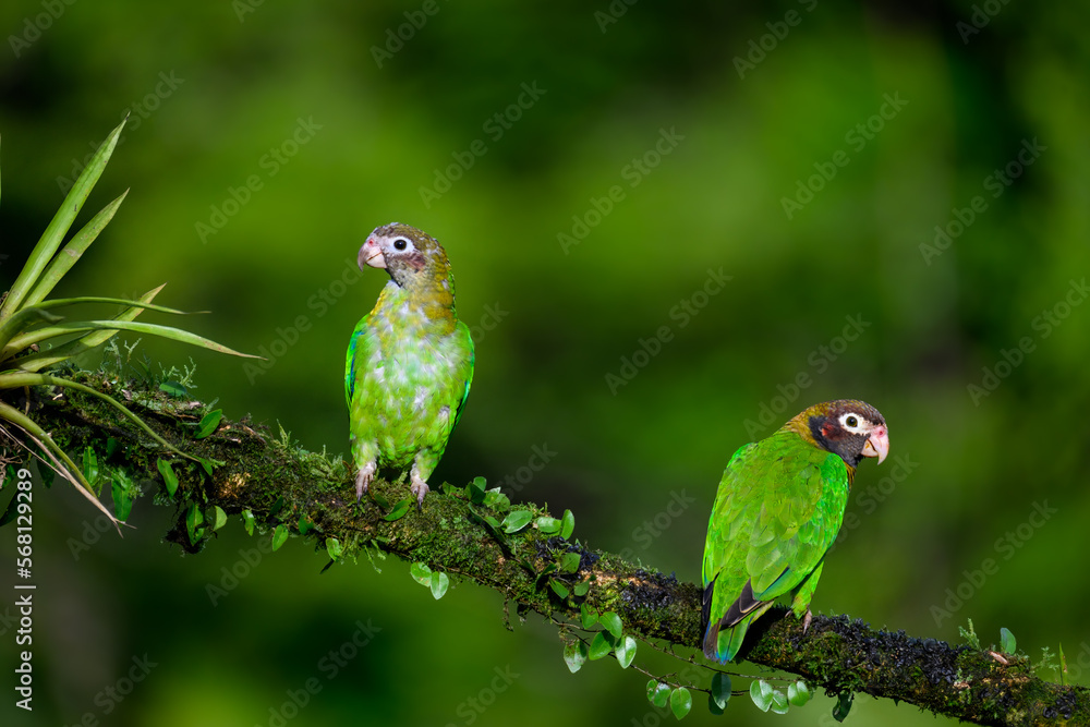 Obraz premium Two Brown-hooded Parrots portrait on mossy stick against dark green background