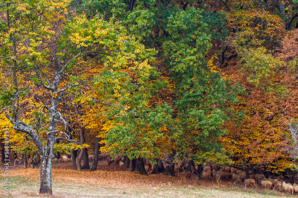 Naklejka premium Autumn colors