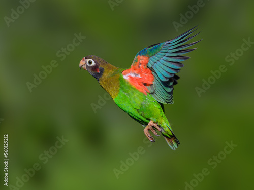Brown-hooded Parrot in flight against dark green background