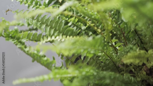 Green fern plant, urban jungle 