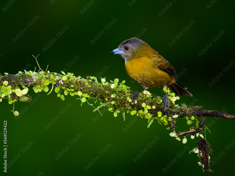 Female Scarlet-rumped Tanager portrait on mossy stick against dark green background