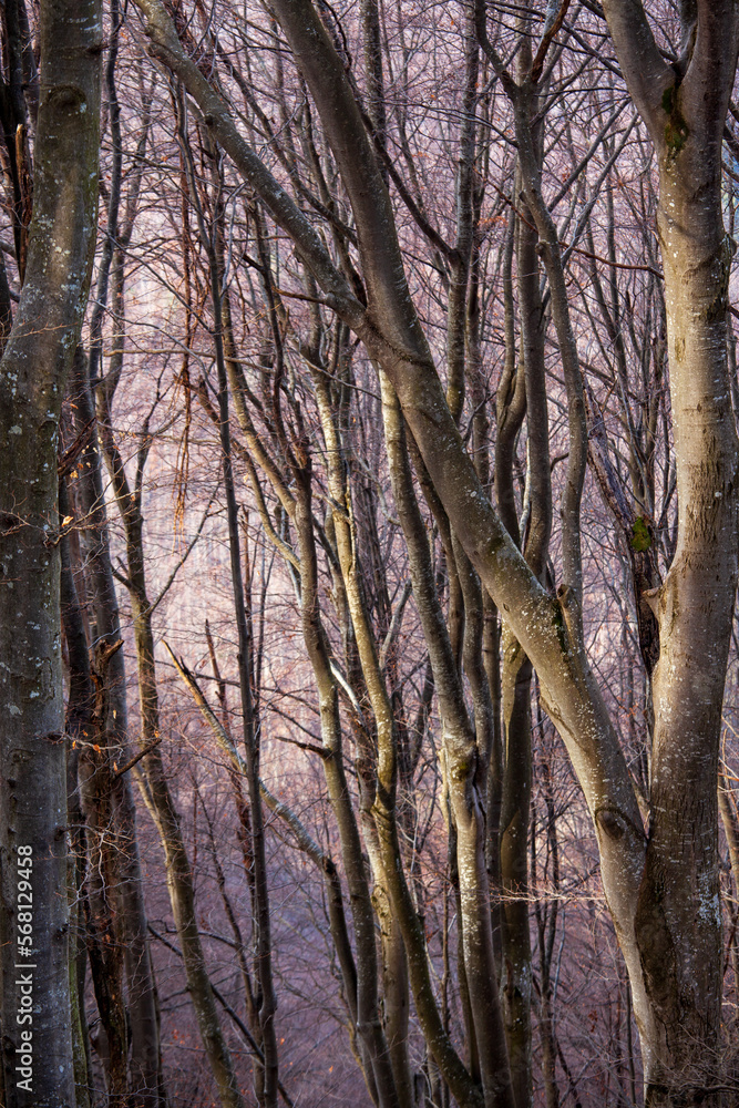 Fototapeta premium autumn mood