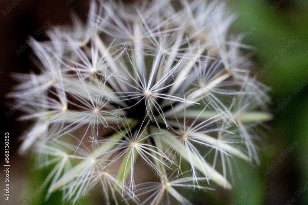 Fototapeta premium dandelion seed head