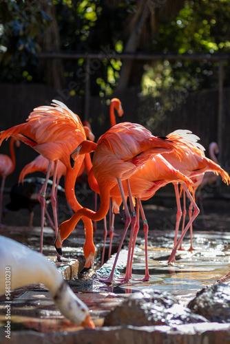 Flamingi w Palmitos Park