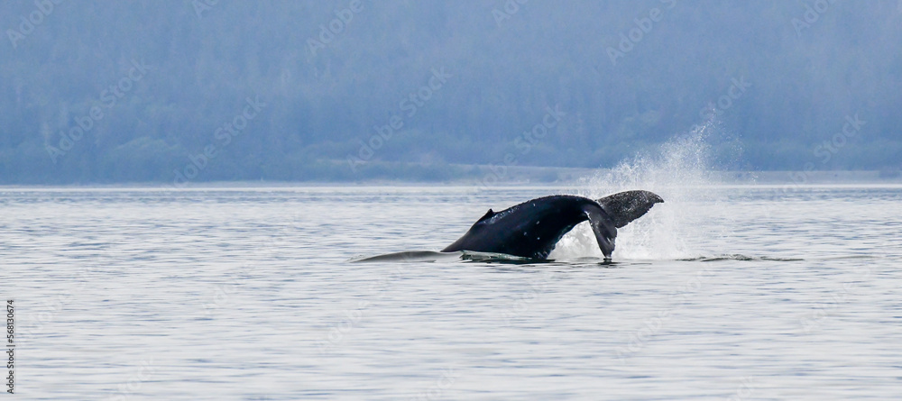 Fototapeta premium Adolescent Humpback Whale splashing in the ocean water