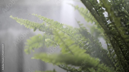 Fern plant is sprayed slow motion Home plants