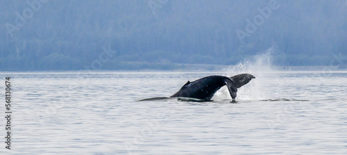 Adolescent Humpback Whale splashing in the ocean water