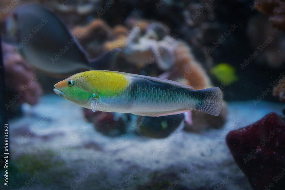 Yellowhead Wrasse Fish (Halichoeres garnoti) Yellowhead Wrasse Fish (Halichoeres garnoti)