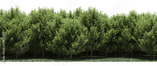 forest line with shadows under the trees, isolated on transparent background, 3D illustration, cg render