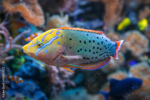 Fotobehang Queen Coris Fish (Coris formosa)
