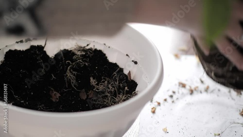 Houseplant care, fern transplanting. Home garden plants