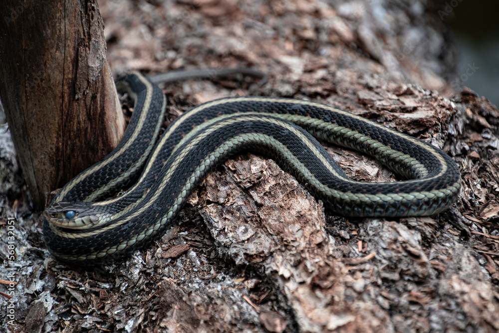 Pregnant Garter Snake at Forlorn Lakes in Washington