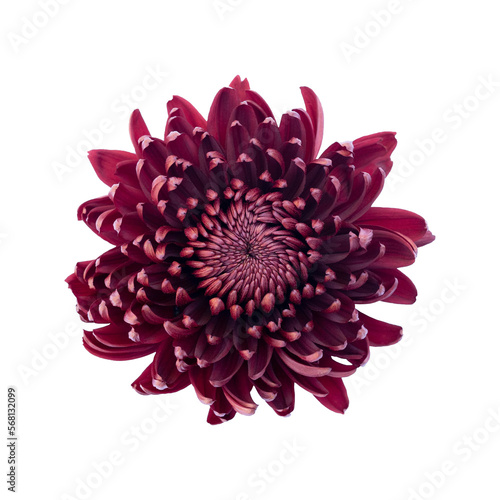Beautiful bordeaux chrysanthemum flower isolated on white background