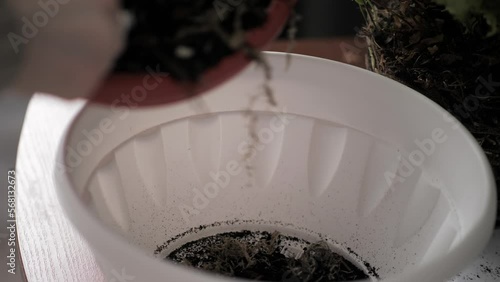 Close up organic soil for growing plants at home