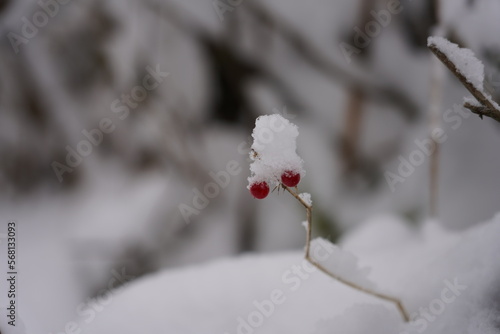 red berries in snow