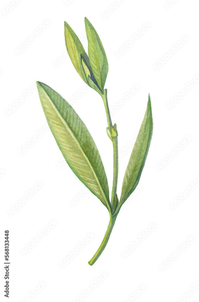 watercolor image of an olive branch with leaves