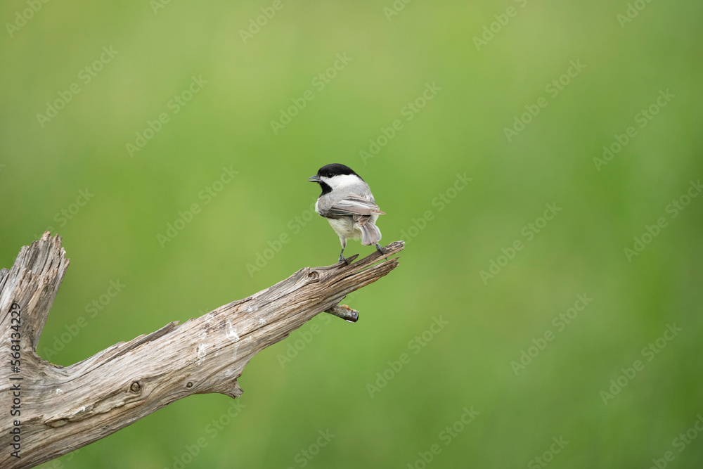 Obraz premium Carolina Chickadee perched on dead limb looking for water.