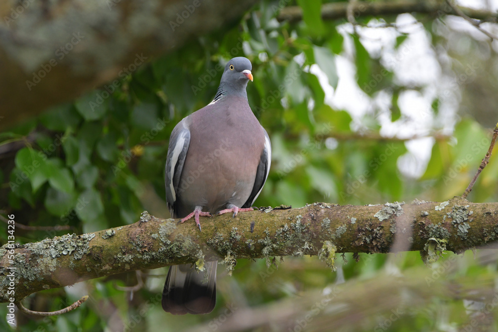Fototapeta premium Pigeon ramier sur une branche