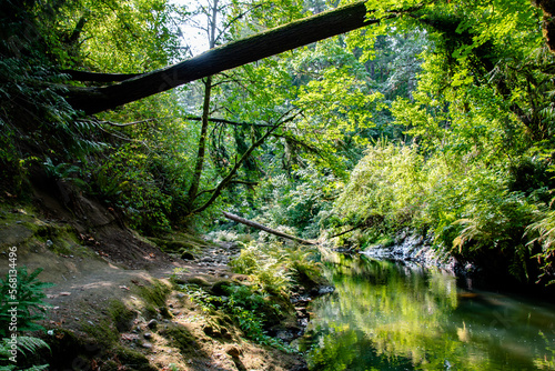 Fallen Tree Over Lacamas Creek in Camas  WA