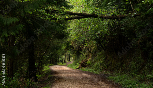 Forest around Aixola Lake in Elgeta  Basque Country