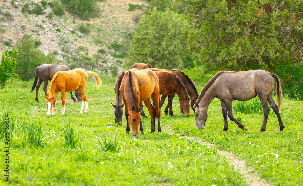 Horse and newborn foal on the background of mountains, a herd of horses graze in a meadow in summer and spring, the concept of cattle breeding, with place for text. Horse and newborn foal on the background of mountains, a herd of horses graze in a meadow in summer and spring, the concept of cattle breeding, with place for text.