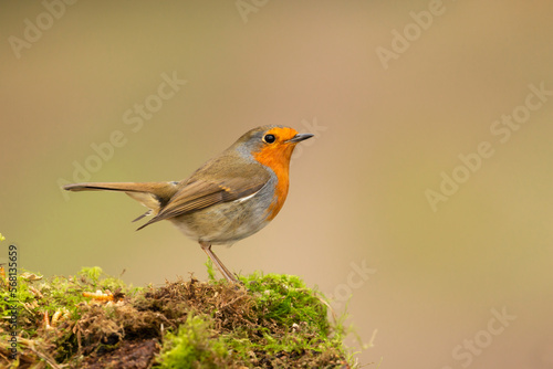 Robin Redbreast. Scientific name: Erithacus rubecula. Close up of a Robin in Winter perched on green moss and facing right. Clean background. Copy space, horizontal.