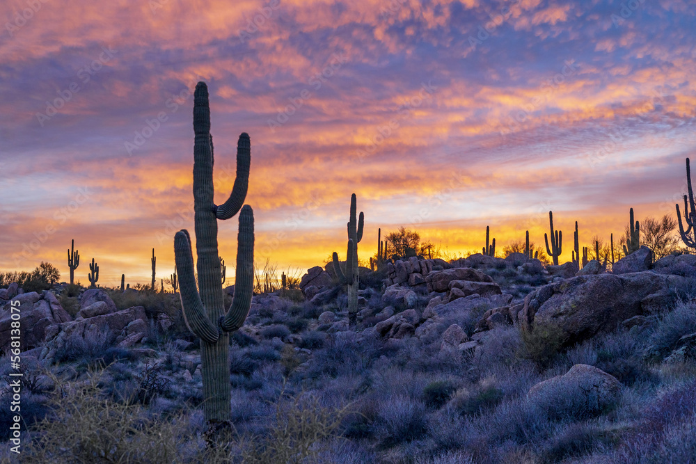 Arizona Desert Sunrise Landscape With Cactus & Boulders On A Hill Arizona Desert Sunrise Landscape With Cactus & Boulders On A Hill
