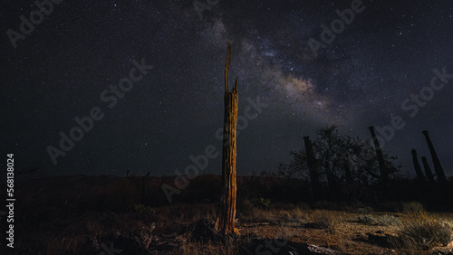 Dead saguaro stands alone with milky way in sky behind it