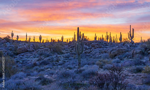 Wide Ratio Desert Landscape View Of Cactus On Hill At Sunrise In Arizona 