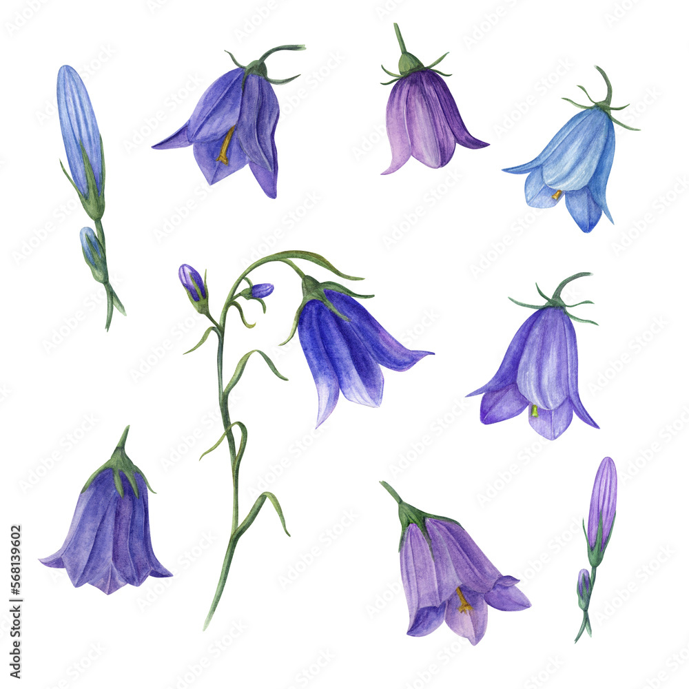 Set of watercolor wild flowers campanula isolated on white background