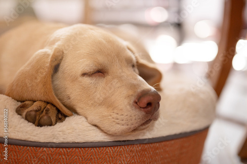Portrait headshot of sleeping labrador