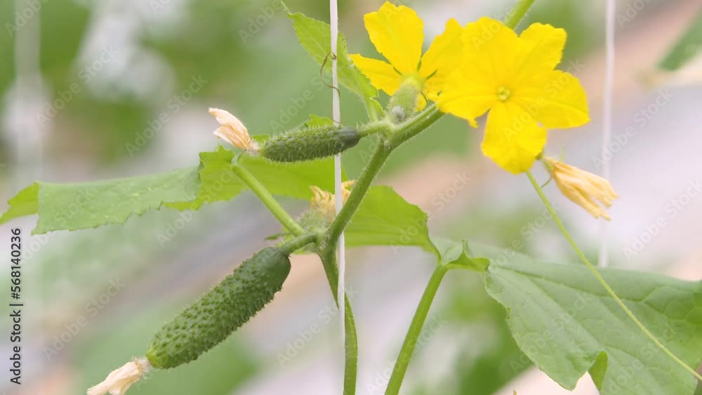 Organic food and vegetables. Yellow female flower of cucumber in field plant
Organic food and vegetables. Yellow female flower of cucumber in field plant