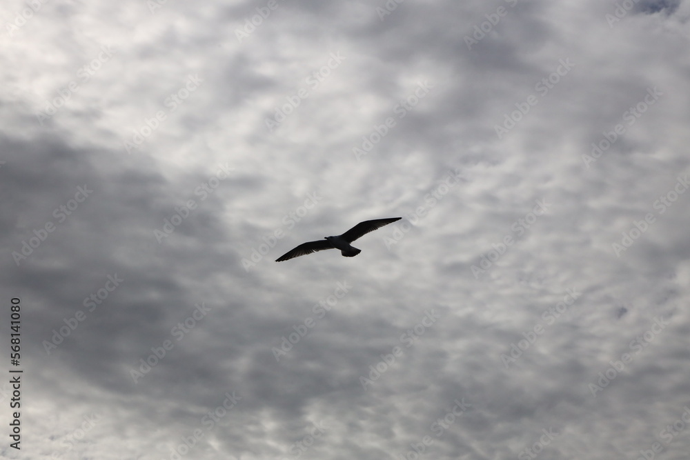 Seagull fly under white colored fluffy cloud as silhouette.