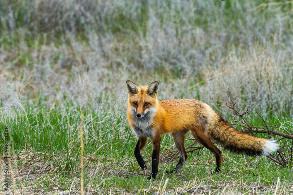 Red fox up close