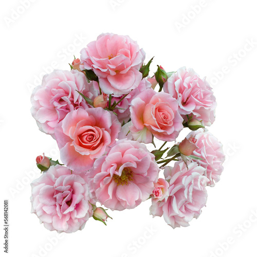 Delicate pink roses with green burgeons isolated on white background.Detail for creating a collage
