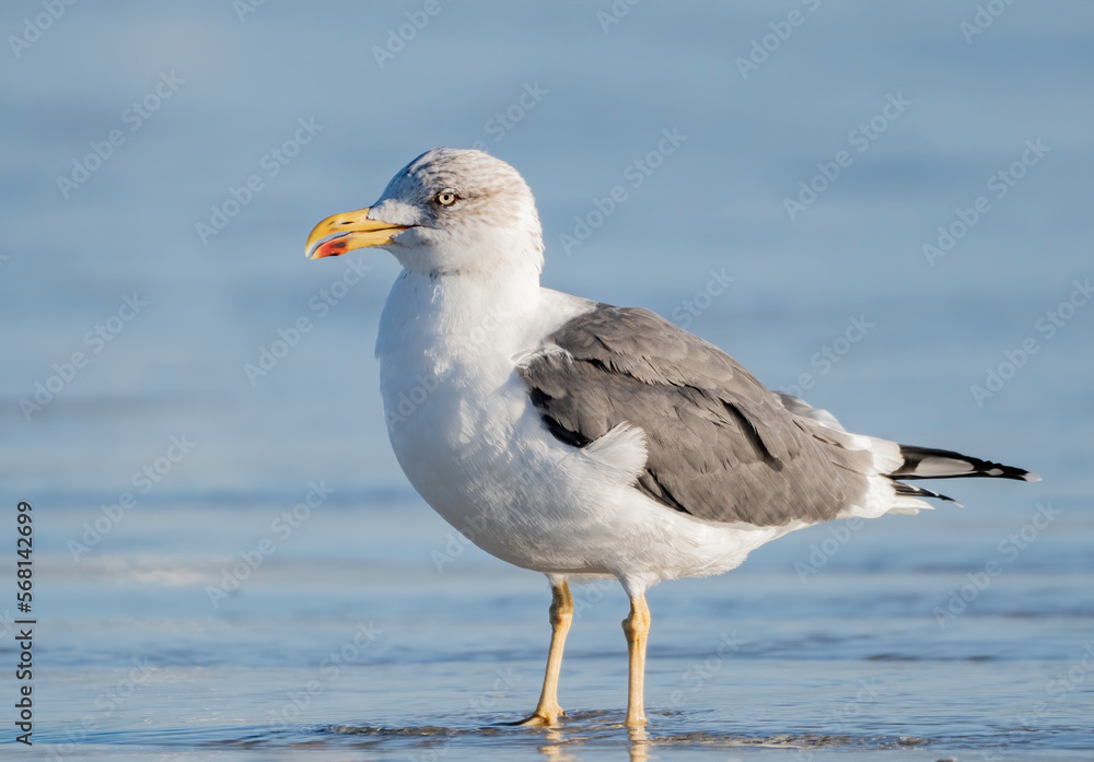 Lesser Black-backed seagull on the beach Lesser Black-backed seagull on the beach