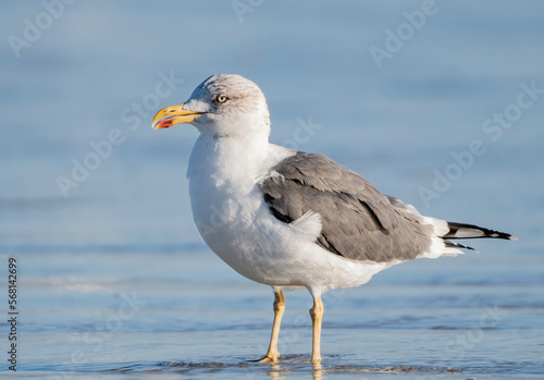 Lesser Black-backed seagull on the beach 