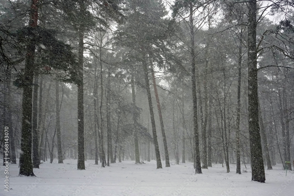 Winter and falling snow in a pine forest. Winter February landscape. Beautiful view. Winter and falling snow in a pine forest. Winter February landscape. Beautiful view.