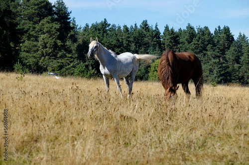 Mountain landscape and beautiful horses on an autumn meadow, Plana mountain, Bulgaria 