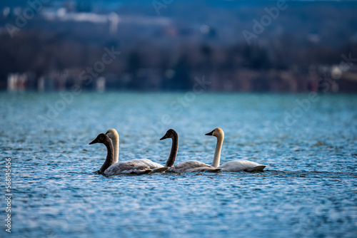 Swans On The Lake