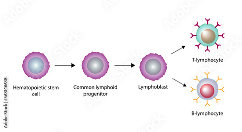 Lymphopoiesis. hematopoietic stem cell, common lymphoid progenitor, lymphoblast, T- lymphocyte and B-lymphocyte. The development of lymphocyte. Vector illustration.  photo