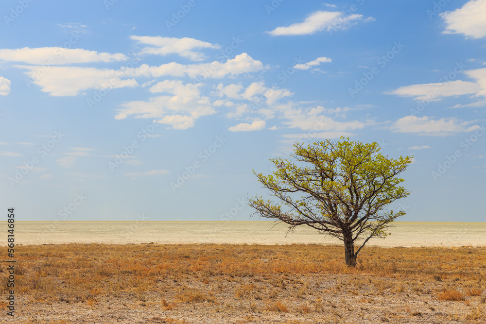 African savannah in Etosha National Park. Namibia. African savannah in Etosha National Park. Namibia.