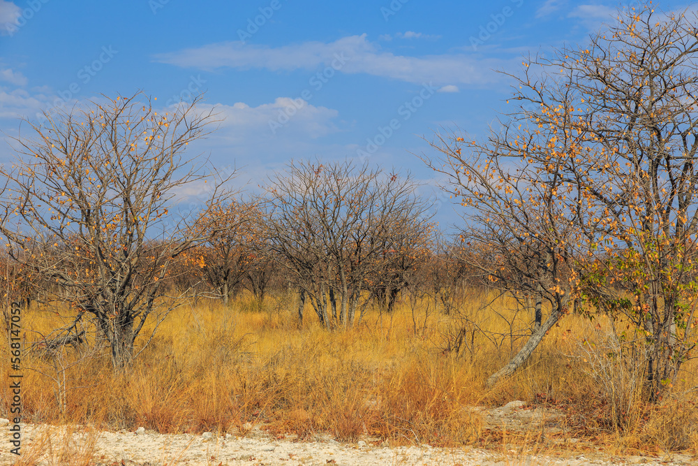 African savannah in Etosha National Park. Namibia. African savannah in Etosha National Park. Namibia.