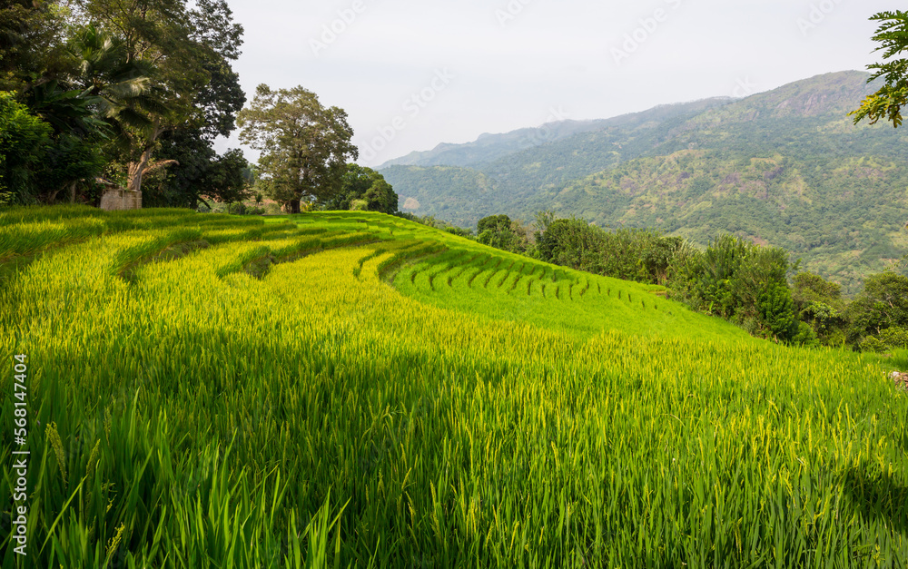 Rice terrace