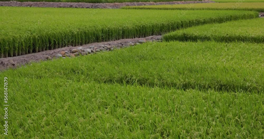 Taichung Waipu paddy rice field Taichung Waipu paddy rice field
