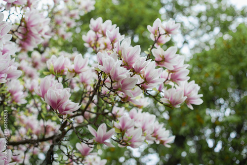 Magnolia flowers spring background. Blooming white and pink flowers of magnolias trees closeup backdrop wallpaper. 